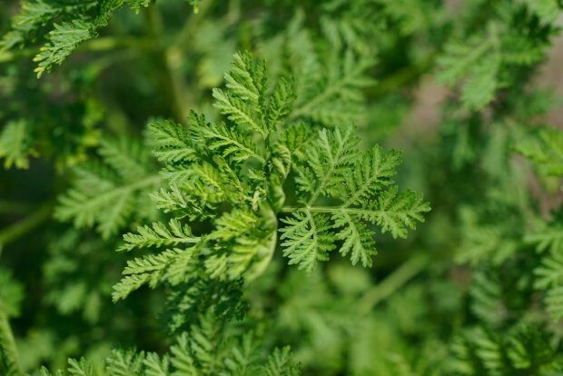 artemisia annua