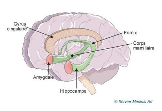 Amygdale du cerveau
