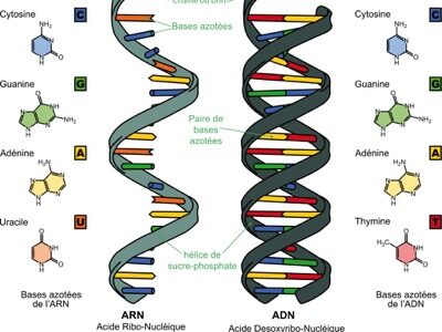 ARN et ADN