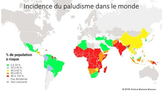 palu
