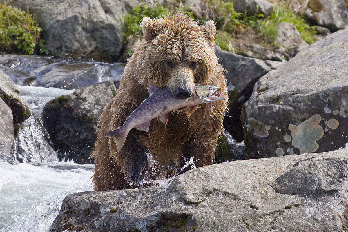 ours avec un saumon