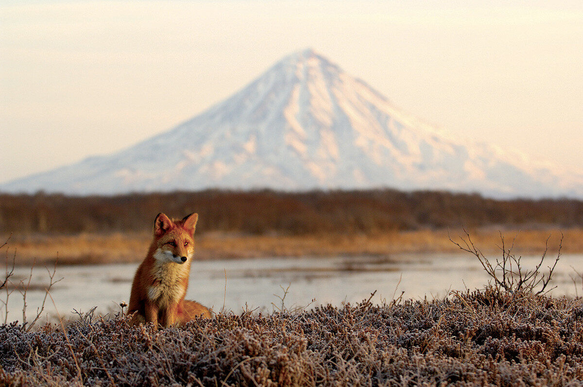 Renard devant le volcan Kronotski en automne, réserve naturelle de Kronotski