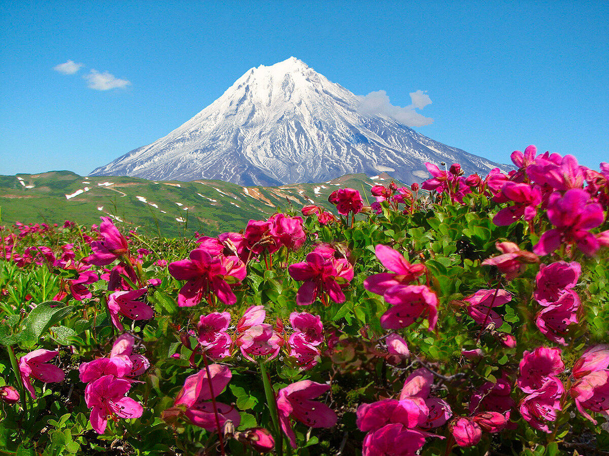 Rhododendron du Kamchatka, volcan Vilioutchinski