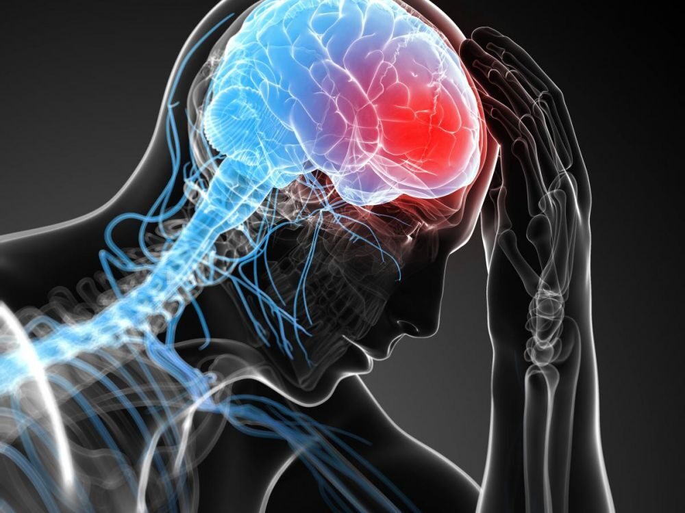 brain
