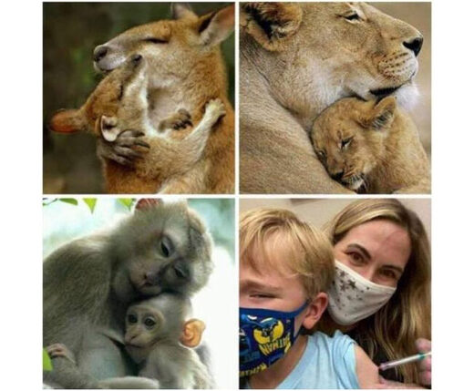 Amour maternel chez les animaux versus les « Covidés »