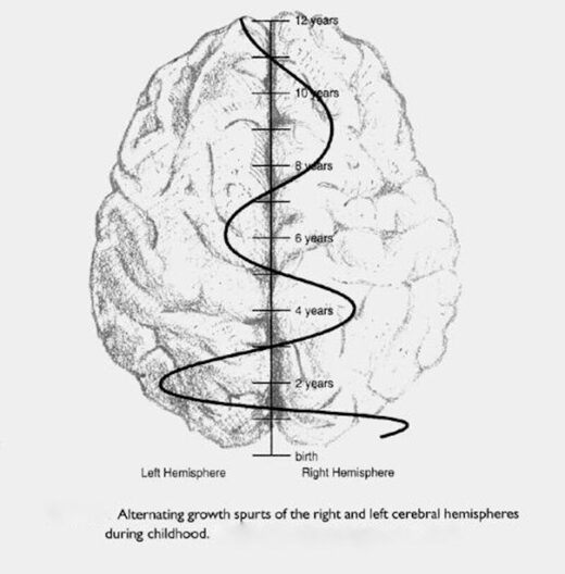 Poussées de croissance alternées des hémisphères cérébraux droit et gauche pendant l'enfance.