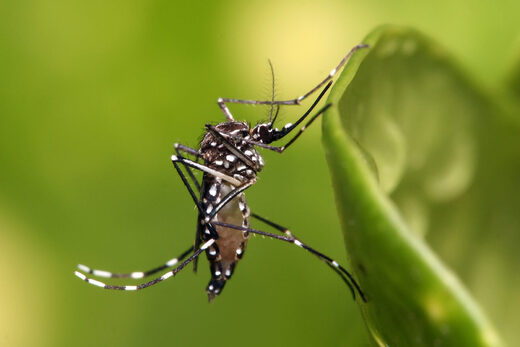 Aedes Albopictus