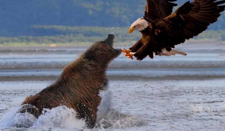 ours aigle