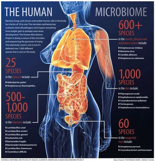 Le microbiome humain