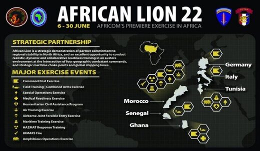african lion 22