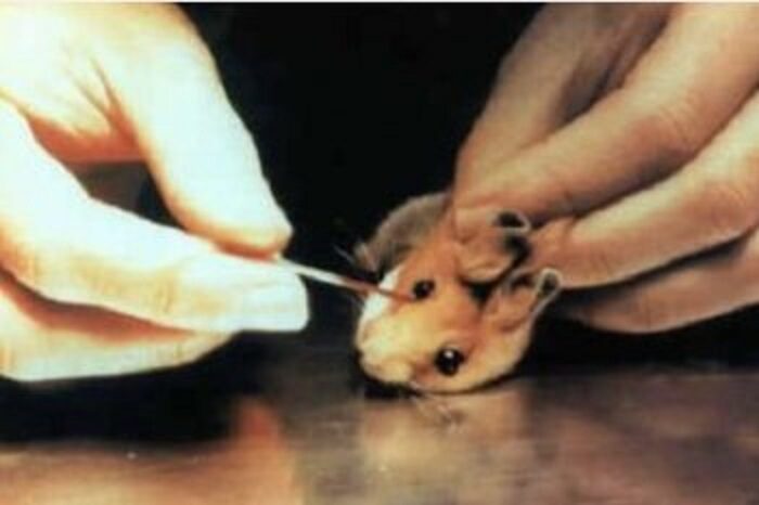 hamster biologie