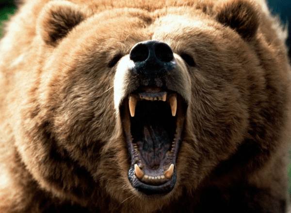 ours russe