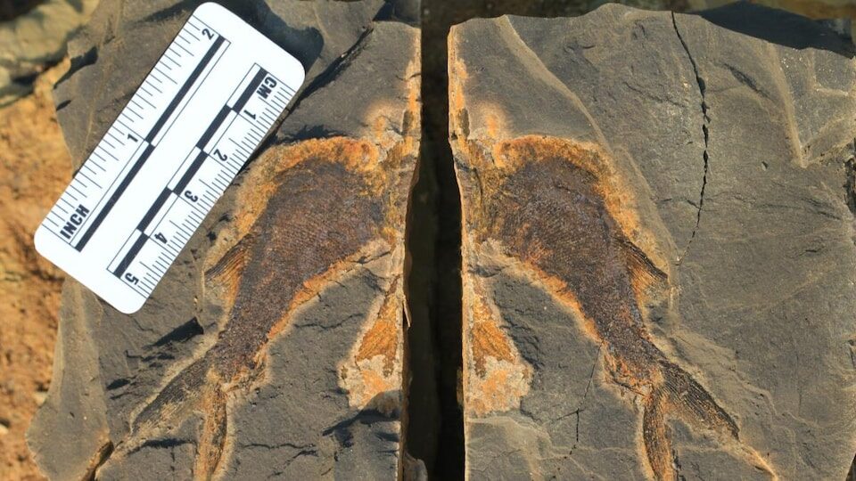 fossile poisson Guiyang dans le sud de la Chine
