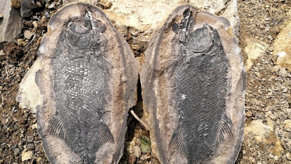 Le fossile d'un poisson Watsonulus.