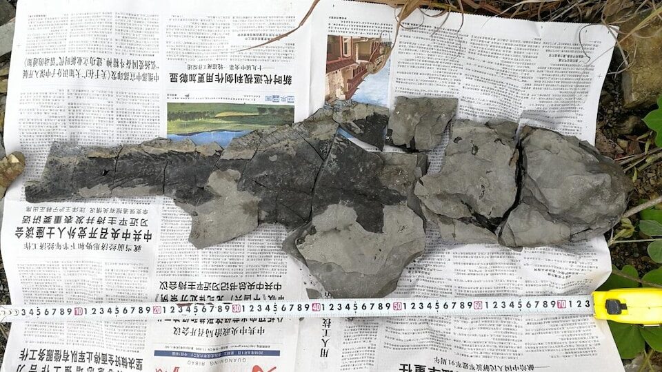 chine fossile poisson colacanthe