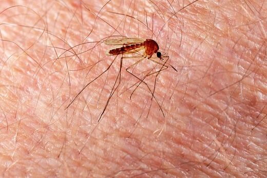 Le savon de Marseille, solution étonnante contre les moustiques porteurs du paludisme