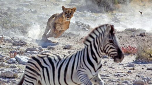 lion chasse