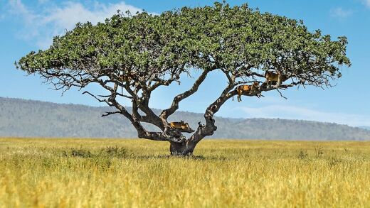 Des lions observent la savane à partir d'un acacia.