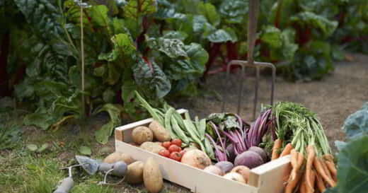 jardin légumes
