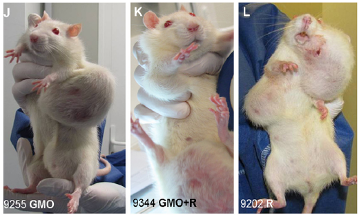 Rats expérience OGM