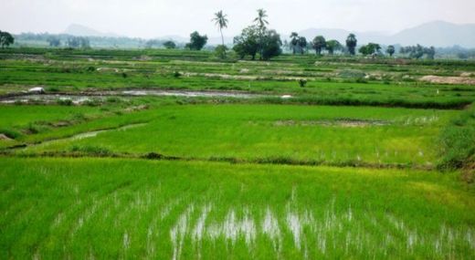 Sri Lanka rice field
