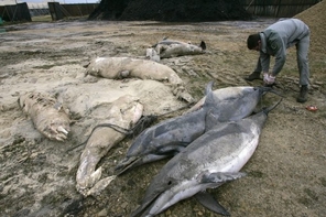 Dead dolphins in France