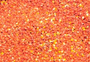 Cliquer pour agrandir Mais OGM