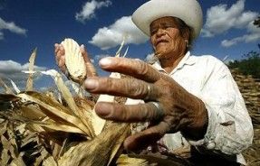 Mexico OGM