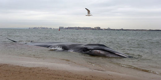 Baleine échouée sur une plage de New York