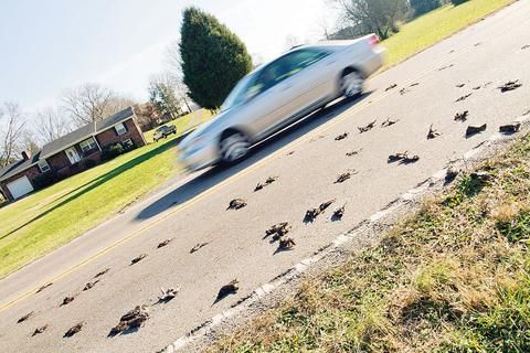 Tennessee Des étourneaux Foudroyés En Plein Vol