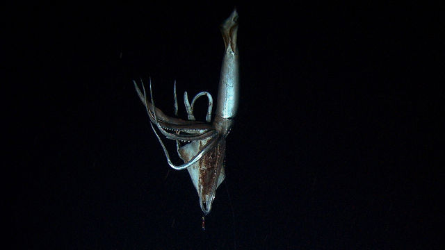 Calamar géant dans les fonds marins