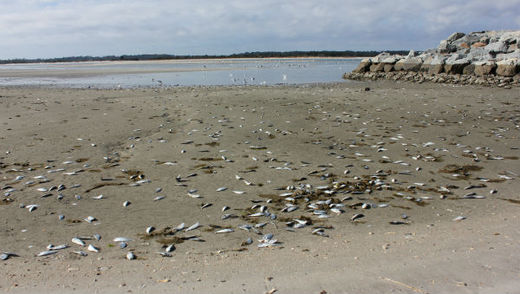 échouage de milliers de poissons sur l'île de Masonboro, Caroline du Nord, USA