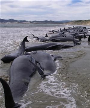 baleines échouées Australie