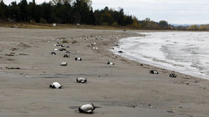 Mort massive d’oiseaux dans l’Ontario, Canada, le 29 octobre 2011