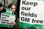 OGM manifestations Angleterre