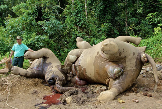 Elephants massacrés à Bornéeo