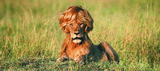 Lion à perruque humaine