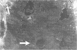 Image satellite du cratère découvert par le Dr. Sharad Master