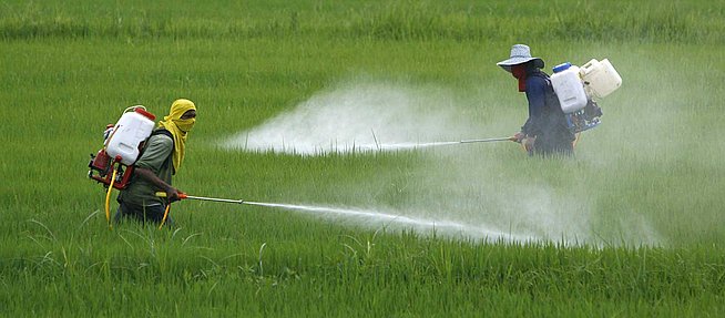 Pulvérisation de pesticides dans un champ OGM