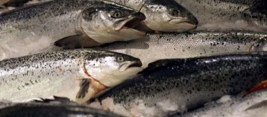 Cliquer pour agrandir salmon