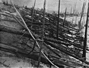 Cette photographie a été prise en 1929 sur le site de l'événement de la Toungouska, en Sibérie. La déflagration de l'explosion a été entendue dans un rayon de 1.500 km. 