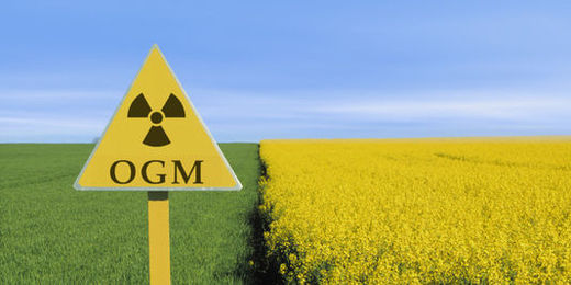 GMO