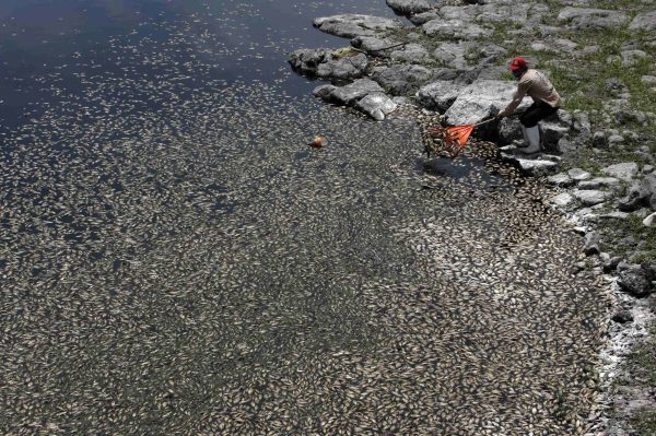 Mexique, 500 tonnes de poissons morts