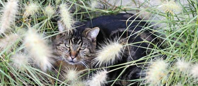 Un chat dans l'herbe