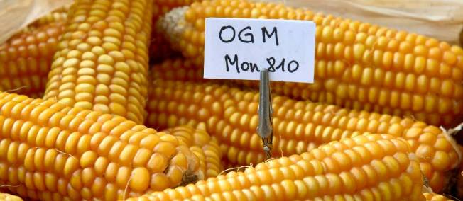 Mais OGM Monsanto MON810