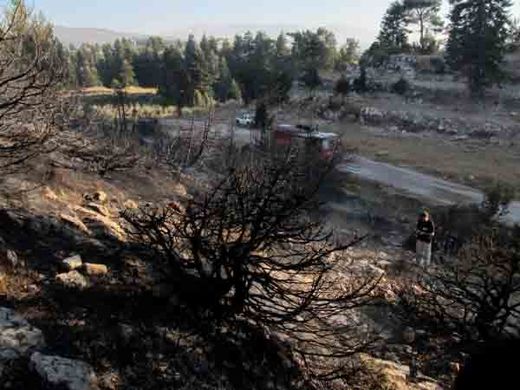 Les dégâts des feux de pinèdes au Liban, dans le Akkar.