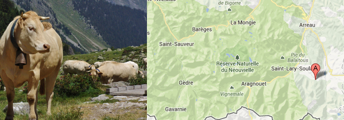 Vaches & Carte des Pyrénées