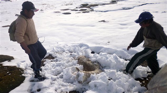 Des Péruviens devant un animal mort à cause du froid et de la neige