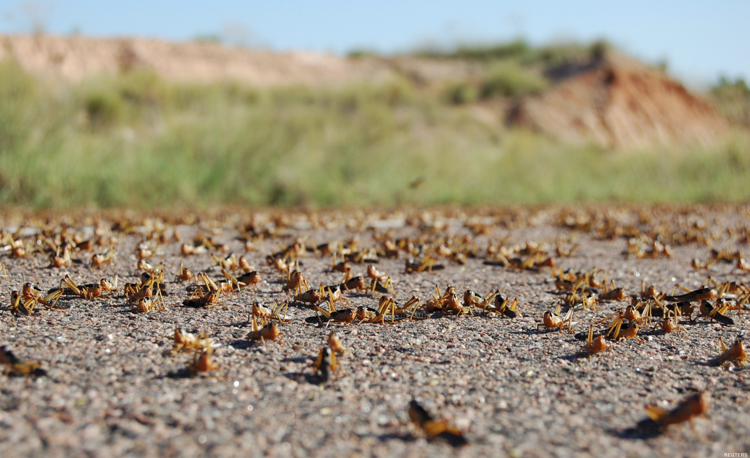 Invasion de criquets à Madagascar