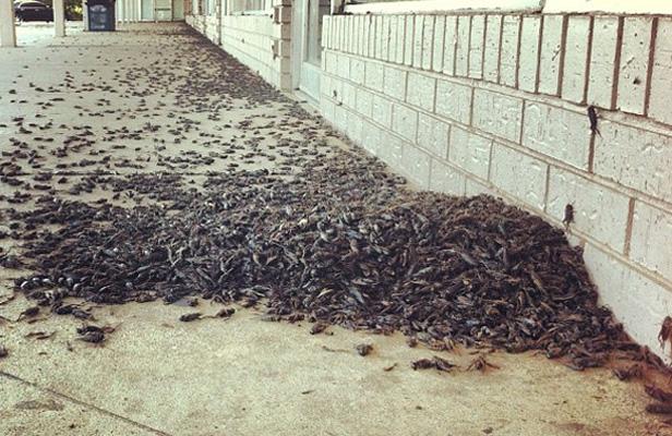 Invasion de criquets géants dans l'Oklahoma
